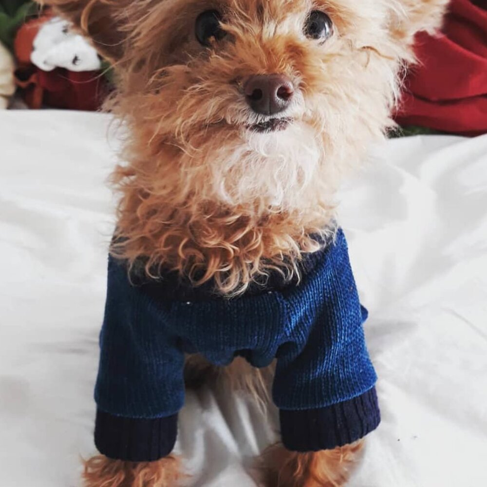 🐩 Clothes and Accessories for Dog Size S or XS - Post 1 of 2 - Picture 8 of 16
